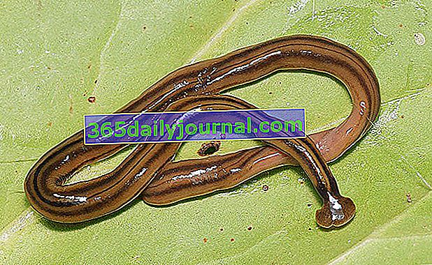 Bipalium kewense, гигантский плоский червь, обнаруженный в Атлантических Пиренеях.