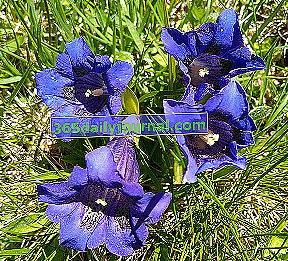 Hořec hořečký (Gentiana clusii) - Divoká květina hor - Alpy
