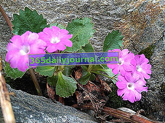 Alpine Anemone (Pulsatilla alpina) Marginal Primrose (Primula marginata) - Divoká květina hor - Alpy