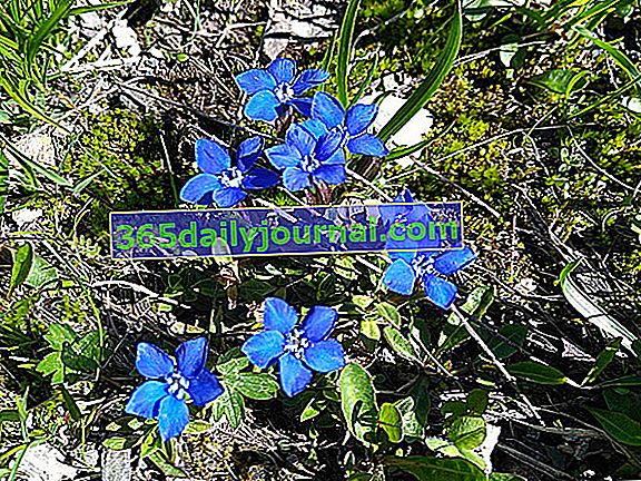 Hořec jarní (Gentiana verna) - Divoká květina hor - Alpy
