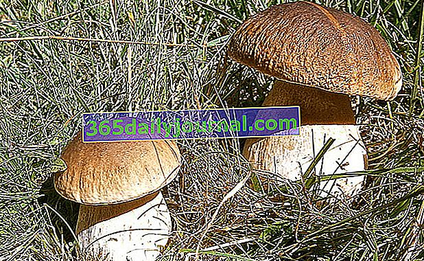Бордоский белый гриб (Boletus edulis): съедобный гриб!