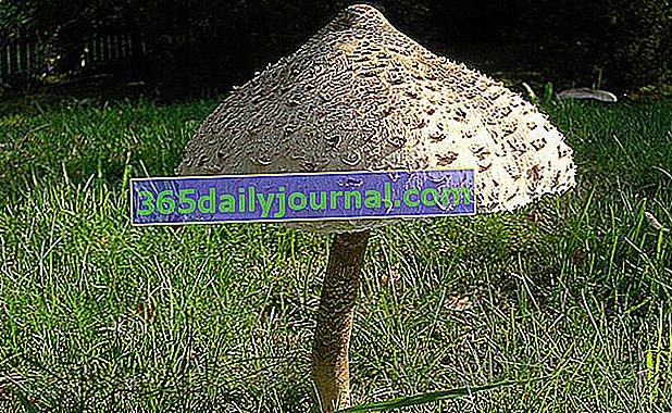 Coulemelle (Macrolepiota procera): jedlá a lahodná houba!