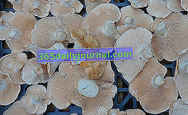 Skopová noha (Hydnum repandum) - jedlá houba!