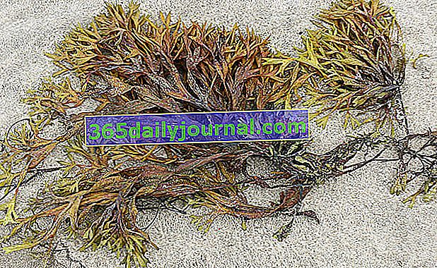 mořské řasy na pláži pro použití na zahradě