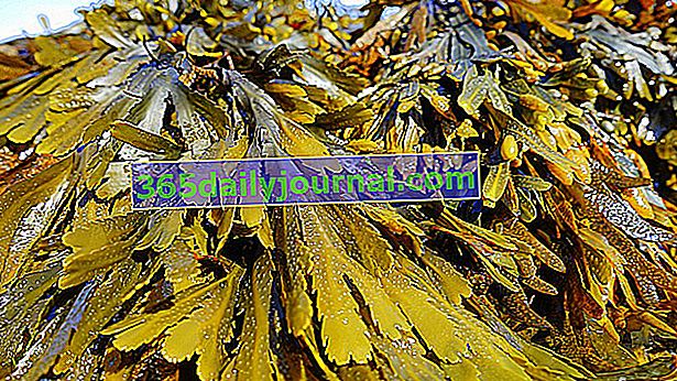 obmorske alge