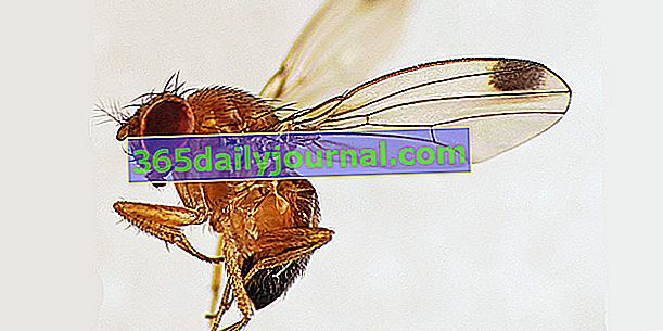 ¿Cómo deshacerse de la mosca de la cereza (Drosophila suzukii)?