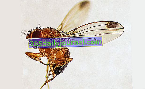Mosca del mosquito asiático o de la cereza (Drosophila suzukii) 