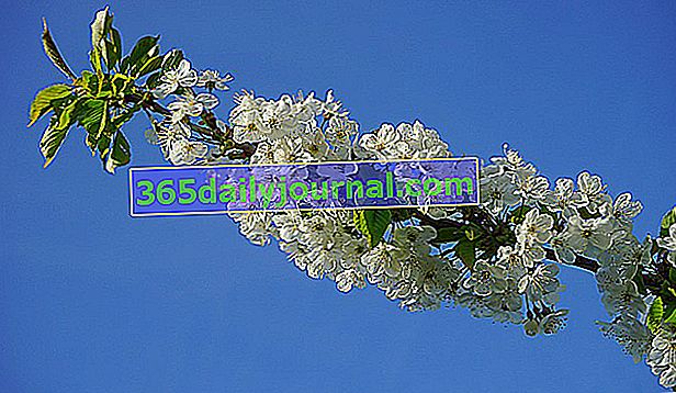 Rodzaj Prunus