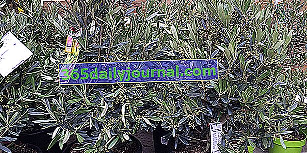 Как да поддържаме маслиново дърво в саксия?