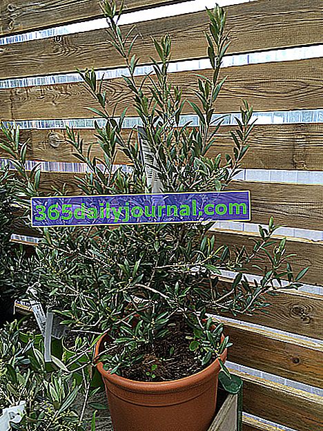 Вирощування та підтримка оливкового дерева в горщиках