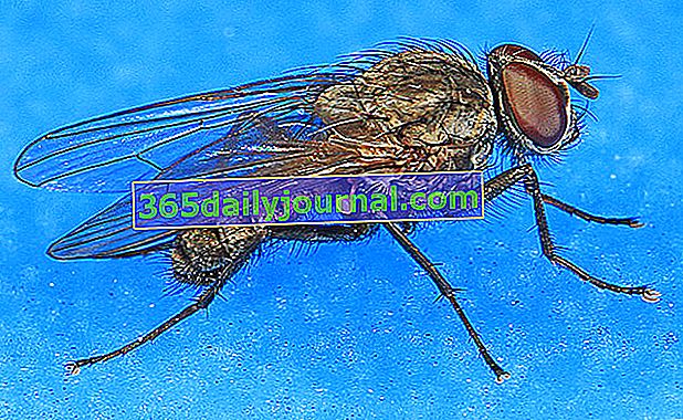 mosca de la cebolla (Delia antiqua)