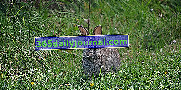 Consejos para ver a los conejos escabullirse de tu huerto