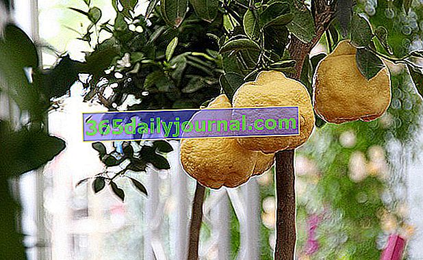 Sběr citrusových plodů pro pěstování v zahradě