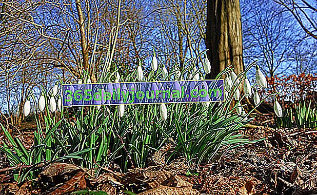 Zahradnictví v únoru - Práce v únorové zahradě