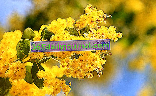 soğuğa dayanıklı mimoza (Acacia pravissima) 