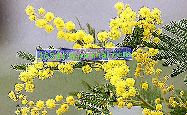 mimoza (akasya dealbata)