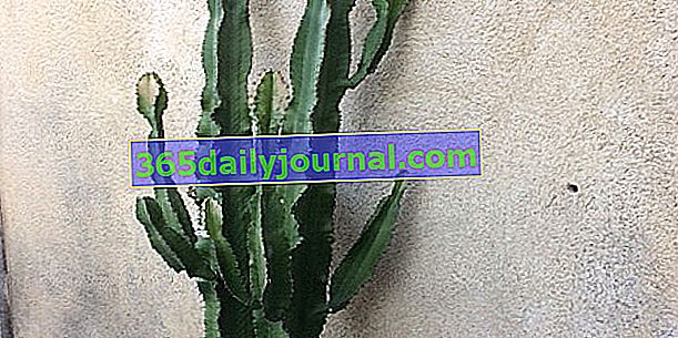 Údržba kaktusov a eufórii: škvrny alebo úpal?