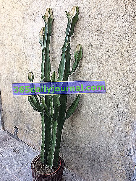 Manchas en un cactus: ¿que es?