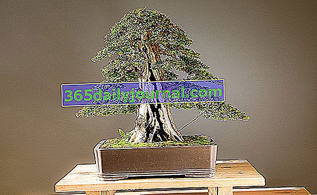 stvoriti bonsai