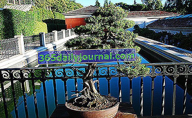Jak vytvořit svůj vlastní bonsai?