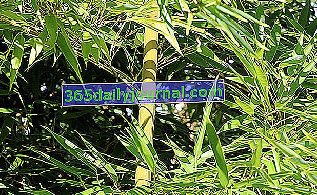 Бамбук за овладяване в градината