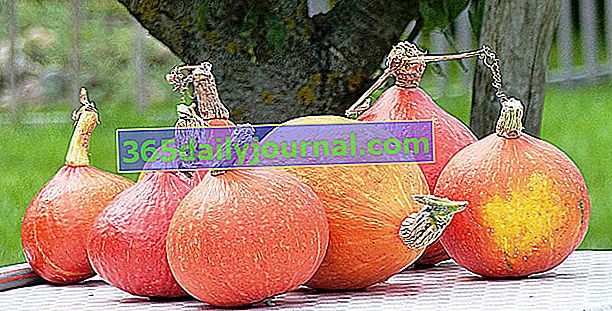 Осенний урожай тыквы