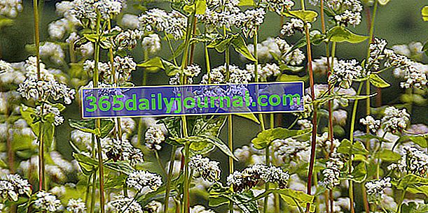 Heljda (Polygonum fagopyrum), zeleno gnojivo za uklanjanje korova