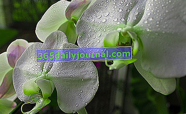 poprskajte orhideju