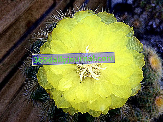 Flor de cactus - Parodia magnifica (anteriormente Notocactus magnificus)