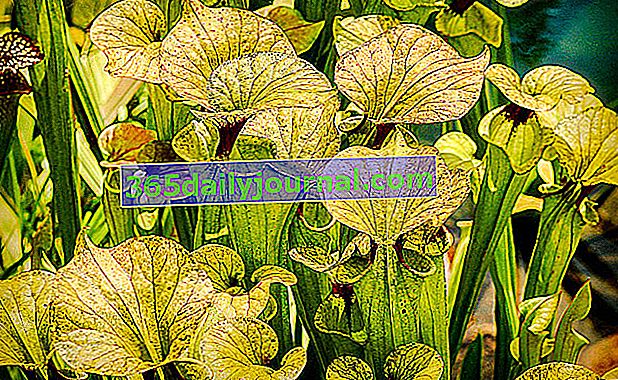 Sarracenia, masožravá rostlina