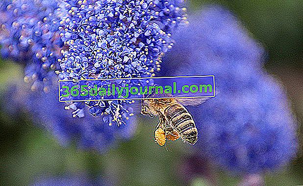 abeja con polen
