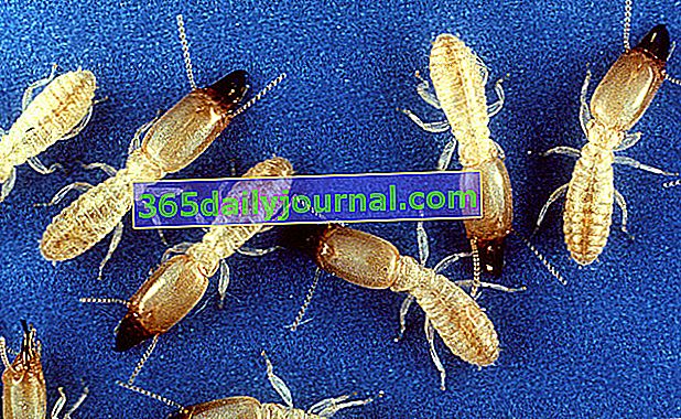 Reticulitermes flavipes или Saintonge termite