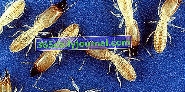 Termity, hrozivý xylofágny hmyz v domoch