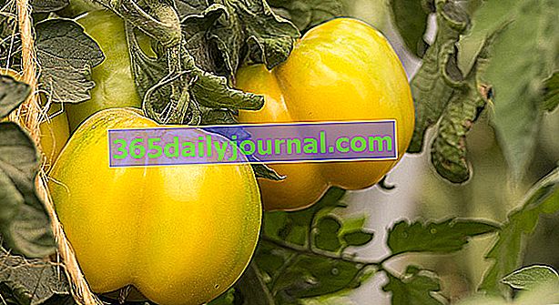 Žltá látka alebo žltá paradajka na plnenie
