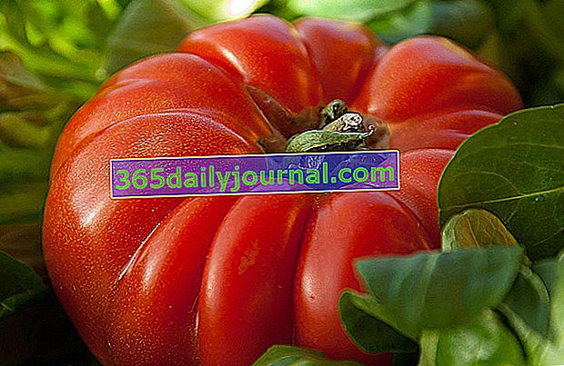 Hovädzie srdce paradajka