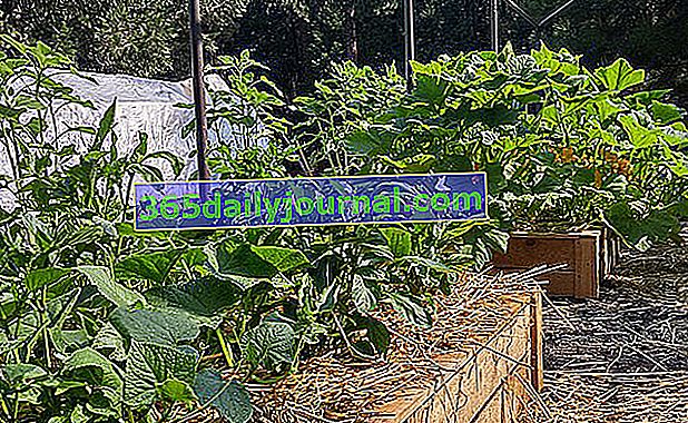 Stwórz ogród warzywny na kwadratach: to proste!