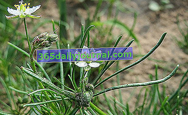 Spergula de campo (Spergula arvensis), abono verde