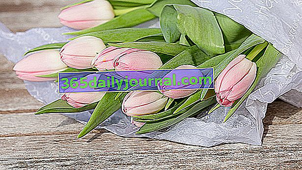 tulipán: vyznání lásky