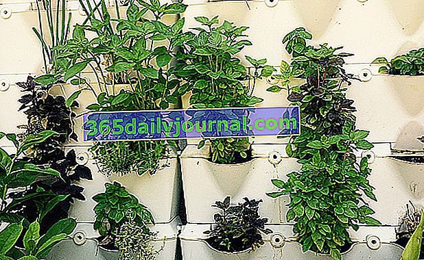 pared vegetal de aromáticos 