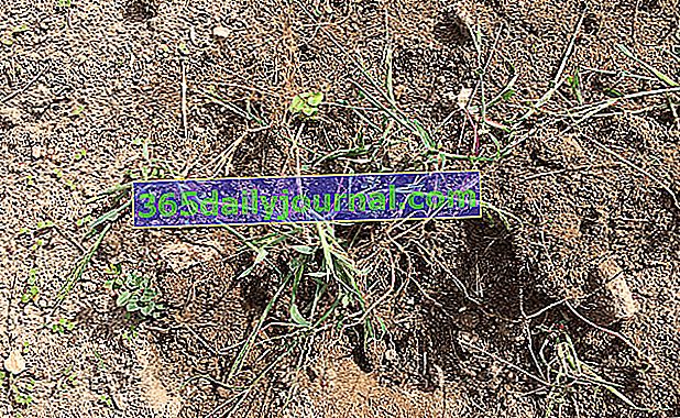 quackgrass común o quackgrass oficinal (Elymus repens o Agropyron repens o Elytrigia repens)