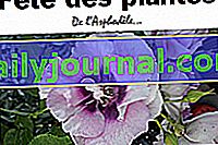 XIX Festival de las plantas de asfódelos - La Roche-sur-Yon (85)