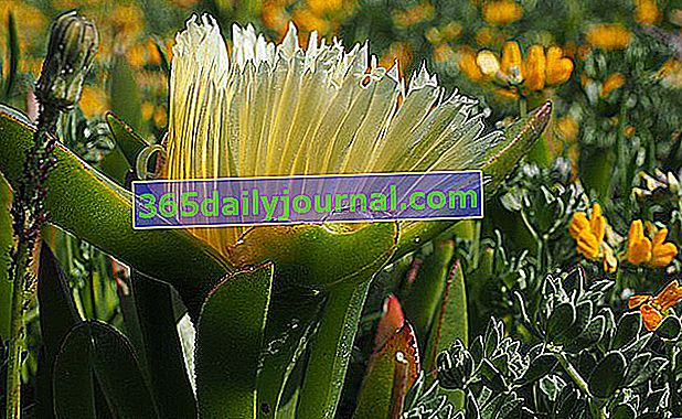 Pazur czarownicy (Carpobrotus edulis): roślina inwazyjna i inwazyjna w ogrodzie