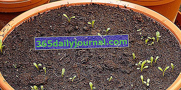 En el jardín en abril: ¿qué plantar, sembrar y hacer en abril?