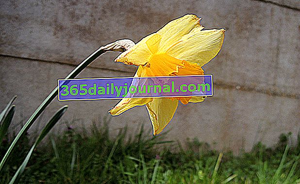 Fotografija cvetov narcis