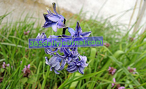 Foto de flor de jacinto