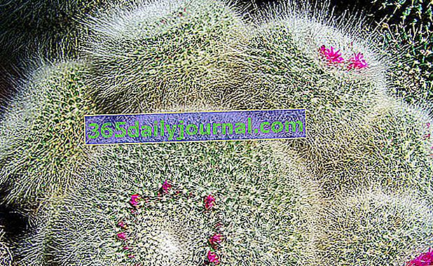 Reconocer un cactus de una planta suculenta.
