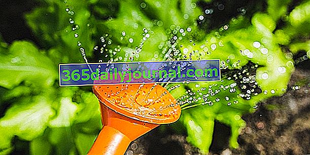 Zalijevanje: štednja vode u vrtu
