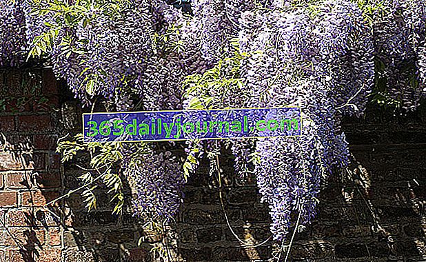 bir duvarı gizlemek için wisteria 