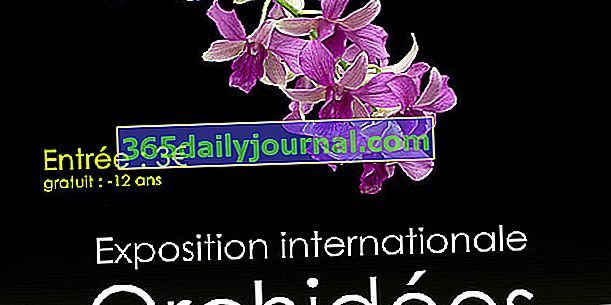 2020 Международна изложба на орхидеи в L'Union (31)