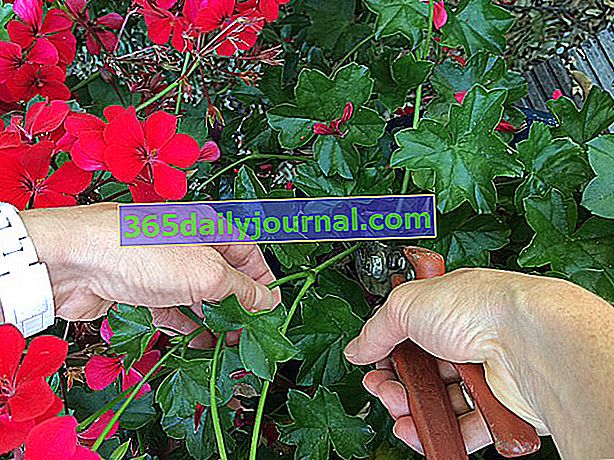 Pelargonium řezání